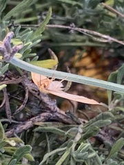 Neoterpes