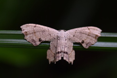 Dysaethria flavistriga