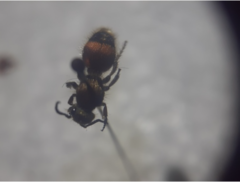 Dasymutilla cirrhomeris