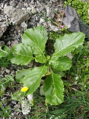 Sinapidendron gymnocalyx