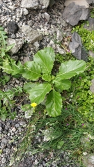 Sinapidendron gymnocalyx