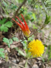 Aquilegia elegantula