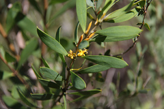 Persoonia lanceolata