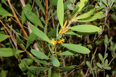 Persoonia lanceolata