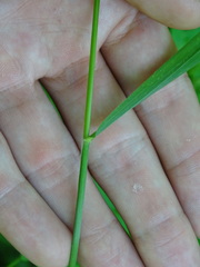 Bromus pubescens
