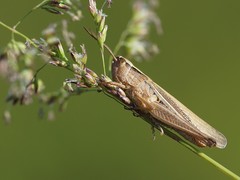 Chorthippus karelini