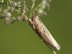 Chorthippus karelini