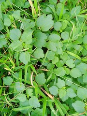 Triumfetta procumbens