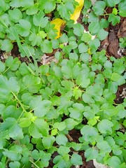 Triumfetta procumbens