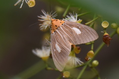 Asota plaginota