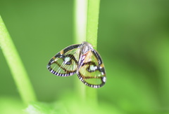 Euricania ocellus