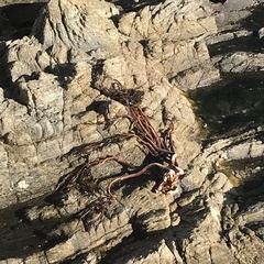 Lessonia trabeculata