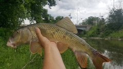 Greater Redhorse photo 3