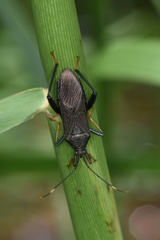 Notobitus