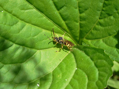Nomada luteoloides