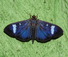 Erilusa leucoplagalis