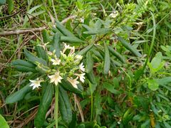 Scaevola montana