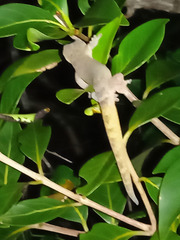 Bavayia ultramaficola