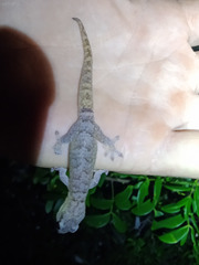 Bavayia ultramaficola