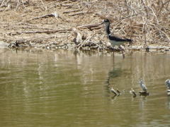 Himantopus mexicanus