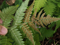 Dryopteris lacera