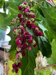 Chenopodium formosanum