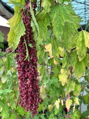Chenopodium formosanum