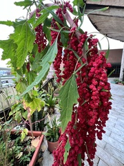 Chenopodium formosanum