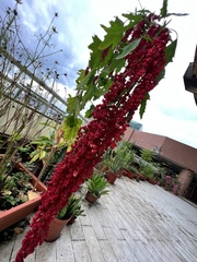 Chenopodium formosanum