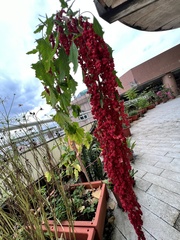 Chenopodium formosanum
