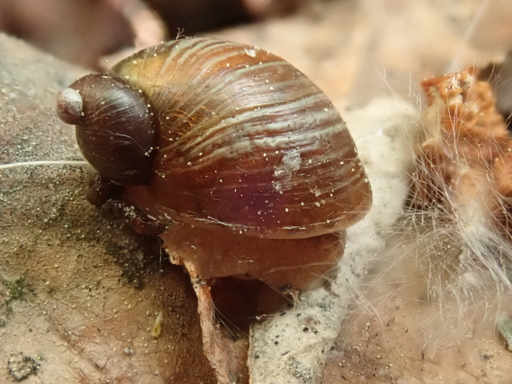 Striate Ambersnail