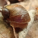 Striate Ambersnail - Photo (c) F Quiec, some rights reserved (CC BY-SA), uploaded by F Quiec