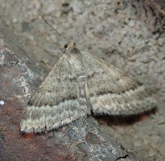 Scopula lydia