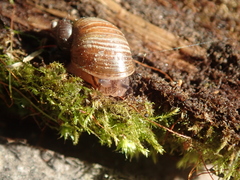 Novisuccinea strigata