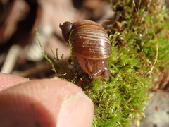 Novisuccinea strigata