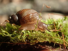 Novisuccinea strigata