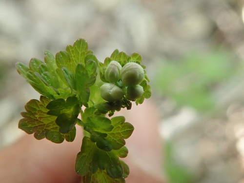 Image of Thalictrum sparsiflorum by (c) F Quiec, some rights reserved (CC BY-SA)