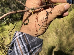 Leptospermum brevipes