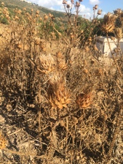 Onopordum cynarocephalum