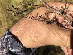 Leptospermum brevipes