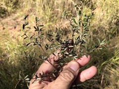 Leptospermum brevipes