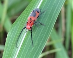 Tetraopes melanurus