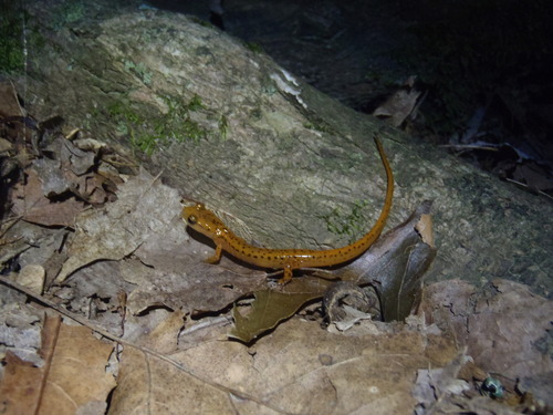 Eurycea lucifuga