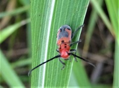 Tetraopes melanurus