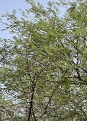 Vachellia nilotica kraussiana