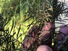 Ozothamnus cassinioides