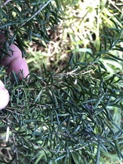 Ozothamnus cassinioides