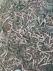 Vachellia nilotica kraussiana