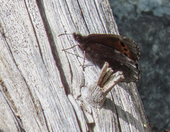 Erebia mancinus