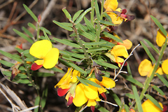 Bossiaea heterophylla